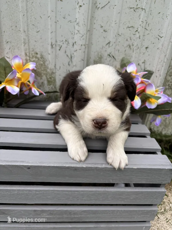 Nova – Australian Shepherd puppy for sale in Parkersburg, IA
