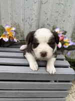 Nova, a female Australian Shepherd for sale in Parkersburg, IA – Photo 1 of 2