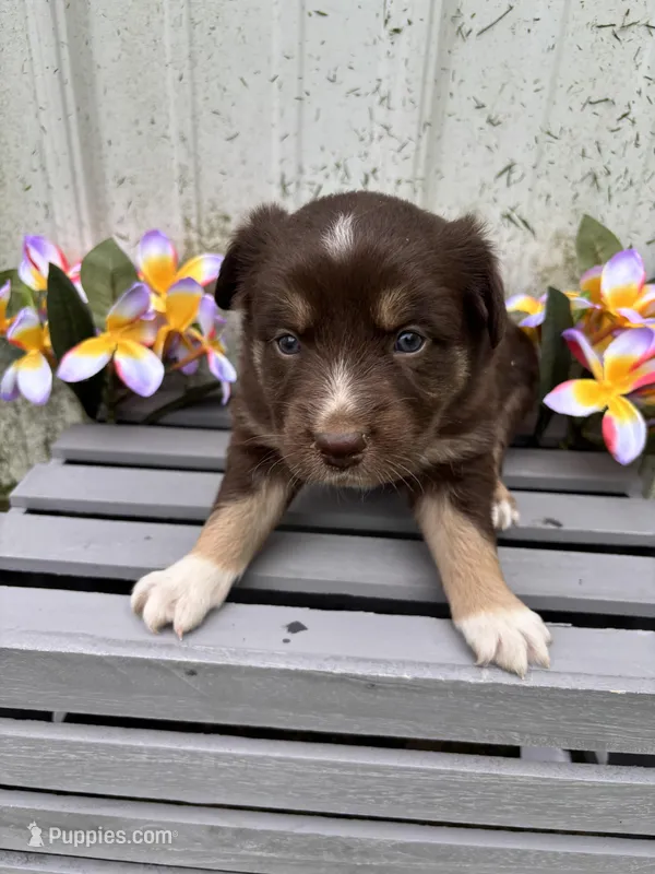 Hazel – Australian Shepherd puppy for sale in Parkersburg, IA