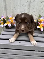 Hazel, a female Australian Shepherd for sale in Parkersburg, IA – Photo 1 of 2