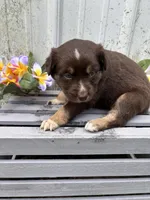 Hazel, a female Australian Shepherd for sale in Parkersburg, IA – Photo 2 of 2