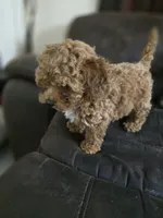 Ruby, a female Poodle - Toy  for sale in Homestead, FL – 4 of 10