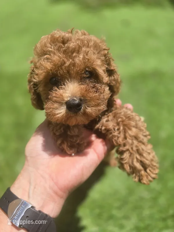 Rocky – Poodle - Toy  puppy for sale in Homestead, FL