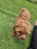 Ruby, a female Poodle - Toy  for sale in Homestead, FL – 5 of 10
