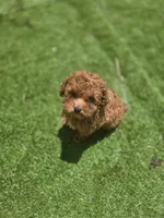 Rocky, a male Poodle - Toy  for sale in Homestead, FL – 6 of 6