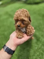 Ruby, a female Poodle - Toy  for sale in Homestead, FL – 3 of 10