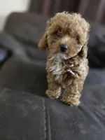 Ruby, a female Poodle - Toy  for sale in Homestead, FL – 6 of 10