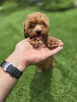 Ruby, a female Poodle - Toy  for sale in Homestead, FL – 7 of 10