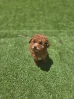 Rocky, a male Poodle - Toy  for sale in Homestead, FL – 2 of 6