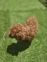 Rocky, a male Poodle - Toy  for sale in Homestead, FL – 4 of 6