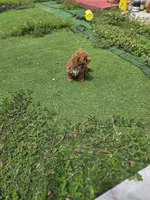 Ruby, a female Poodle - Toy  for sale in Homestead, FL – 9 of 10