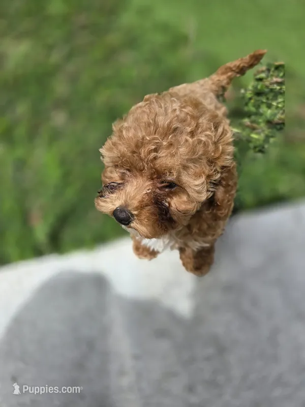 Ruby – Poodle - Toy  puppy for sale in Homestead, FL