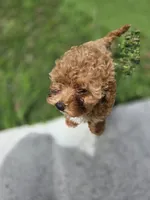 Ruby, a female Poodle - Toy  for sale in Homestead, FL – 1 of 10