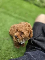 Ruby, a female Poodle - Toy  for sale in Homestead, FL – 8 of 10