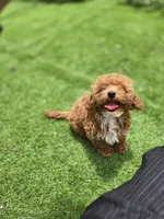 Ruby, a female Poodle - Toy  for sale in Homestead, FL – 2 of 10