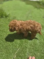 Rocky, a male Poodle - Toy  for sale in Homestead, FL – 3 of 6