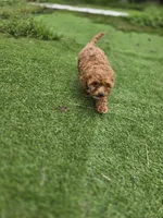 Ruby, a female Poodle - Toy  for sale in Homestead, FL – 10 of 10
