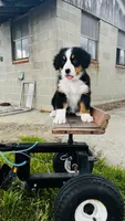 Eleanor, a female Bernese Mountain Dog for sale in Goshen, IN – 5 of 10