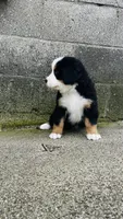 Bennett, a male Bernese Mountain Dog for sale in Goshen, IN – 3 of 10