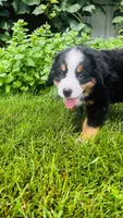 Rami, a male Bernese Mountain Dog for sale in Goshen, IN – 7 of 9
