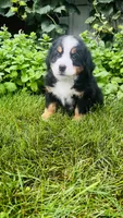 Rami, a male Bernese Mountain Dog for sale in Goshen, IN – 5 of 9