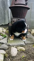 Baron, a male Bernese Mountain Dog for sale in Goshen, IN – 5 of 10