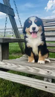 Heidi, a male Bernese Mountain Dog for sale in Goshen, IN – 9 of 10