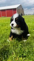 Montgomery, a male Bernese Mountain Dog for sale in Goshen, IN – 3 of 10