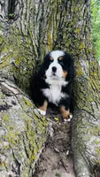 Callahan, a male Bernese Mountain Dog for sale in Goshen, IN – 7 of 10