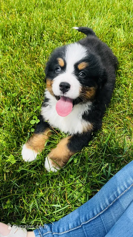 Montgomery – Bernese Mountain Dog puppy for sale in Goshen, IN