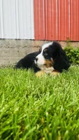 Berne, a male Bernese Mountain Dog for sale in Goshen, IN – 4 of 9