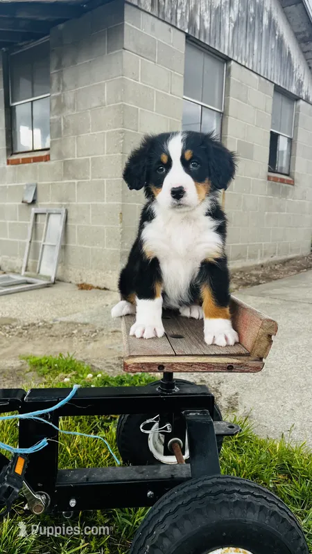 Eleanor – Bernese Mountain Dog puppy for sale in Goshen, IN
