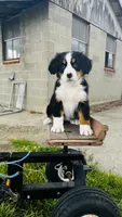 Eleanor, a female Bernese Mountain Dog for sale in Goshen, IN – 1 of 10