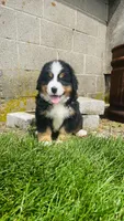 Alp, a male Bernese Mountain Dog for sale in Goshen, IN – 6 of 10