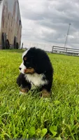 Sullivan, a male Bernese Mountain Dog for sale in Goshen, IN – 3 of 10
