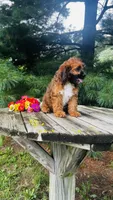 Maddie, a female Cavalier King Charles Spaniel and Poodle - Miniature  for sale in Goshen, IN – 9 of 10