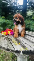 Maddie, a female Cavalier King Charles Spaniel and Poodle - Miniature  for sale in Goshen, IN – 5 of 10