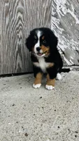 Vivienne, a female Bernese Mountain Dog for sale in Goshen, IN – 5 of 10