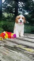 Mason, a male Cavalier King Charles Spaniel and Poodle - Miniature  for sale in Goshen, IN – 1 of 10