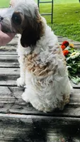 Mason, a male Cavalier King Charles Spaniel and Poodle - Miniature  for sale in Goshen, IN – 10 of 10
