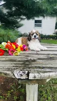 Maverick, a male Cavalier King Charles Spaniel and Poodle - Miniature  for sale in Goshen, IN – 4 of 10