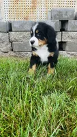 Zermatt, a male Bernese Mountain Dog for sale in Goshen, IN – 7 of 10