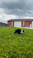 Bennett, a male Bernese Mountain Dog for sale in Goshen, IN – 6 of 10