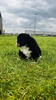 Sullivan, a male Bernese Mountain Dog for sale in Goshen, IN – 6 of 10