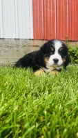 Berne, a male Bernese Mountain Dog for sale in Goshen, IN – 2 of 9