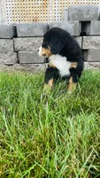 Zermatt, a male Bernese Mountain Dog for sale in Goshen, IN – 6 of 10