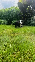 Summit, a male Bernese Mountain Dog for sale in Goshen, IN – 8 of 10