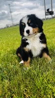 Everett, a male Bernese Mountain Dog for sale in Goshen, IN – 3 of 10