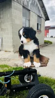 Harrison, a male Bernese Mountain Dog for sale in Goshen, IN – 6 of 10