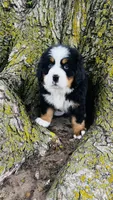 Callahan, a male Bernese Mountain Dog for sale in Goshen, IN – 4 of 10